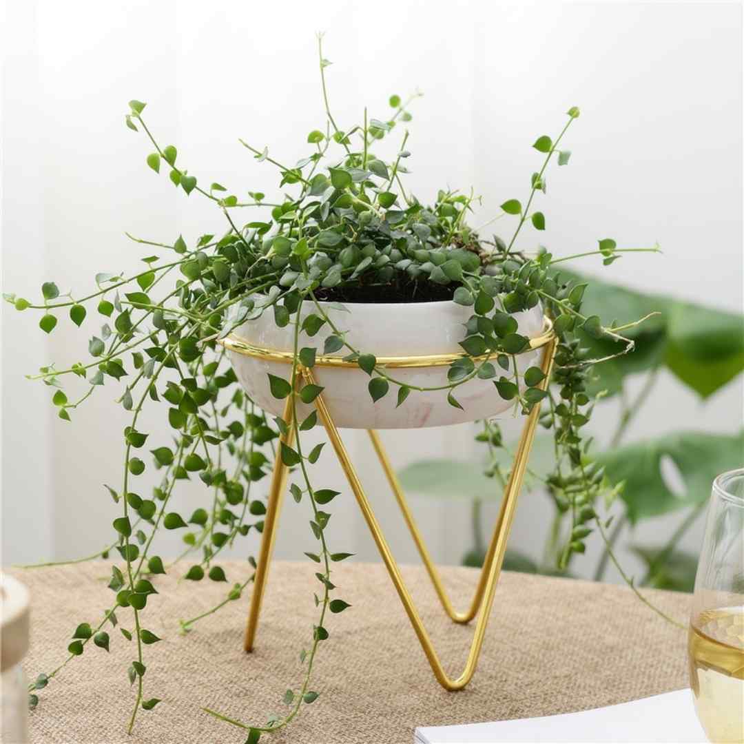 Bowl Planter with Stand