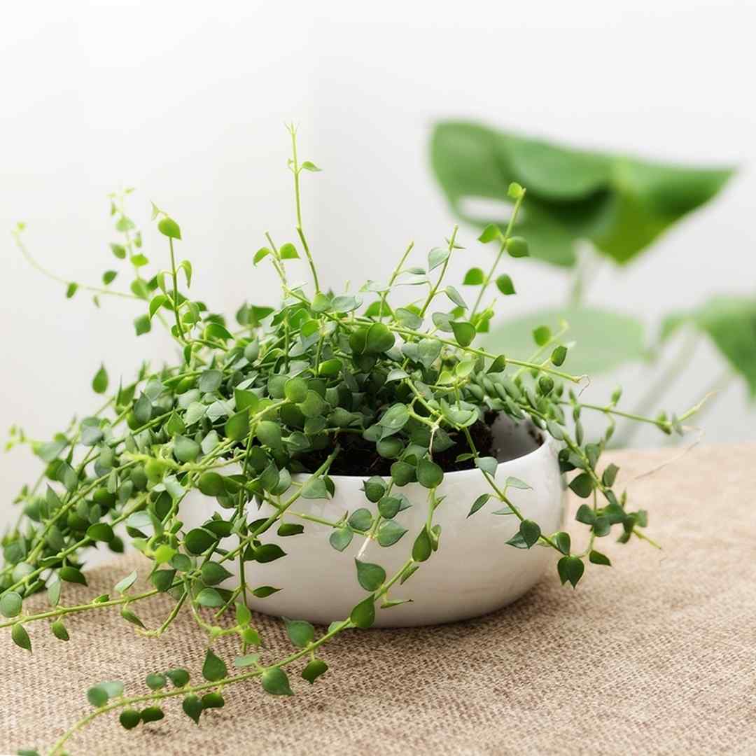 Bowl Planter with Stand