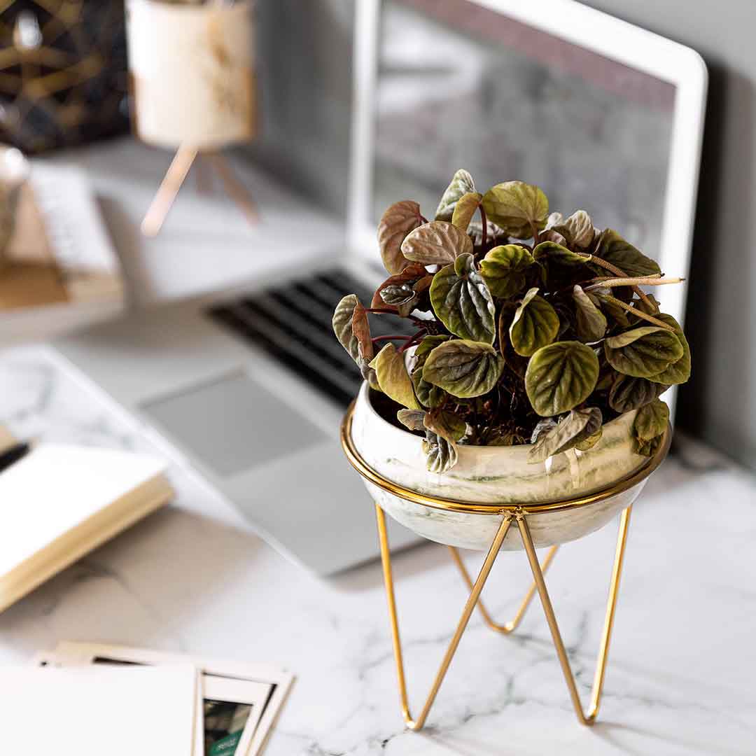 Bowl Planter with Stand