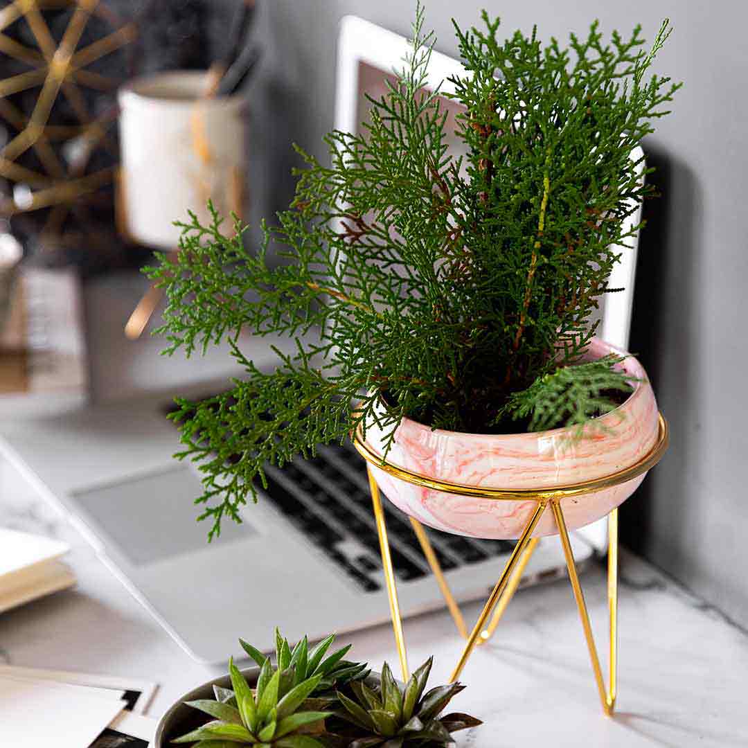 Bowl Planter with Stand