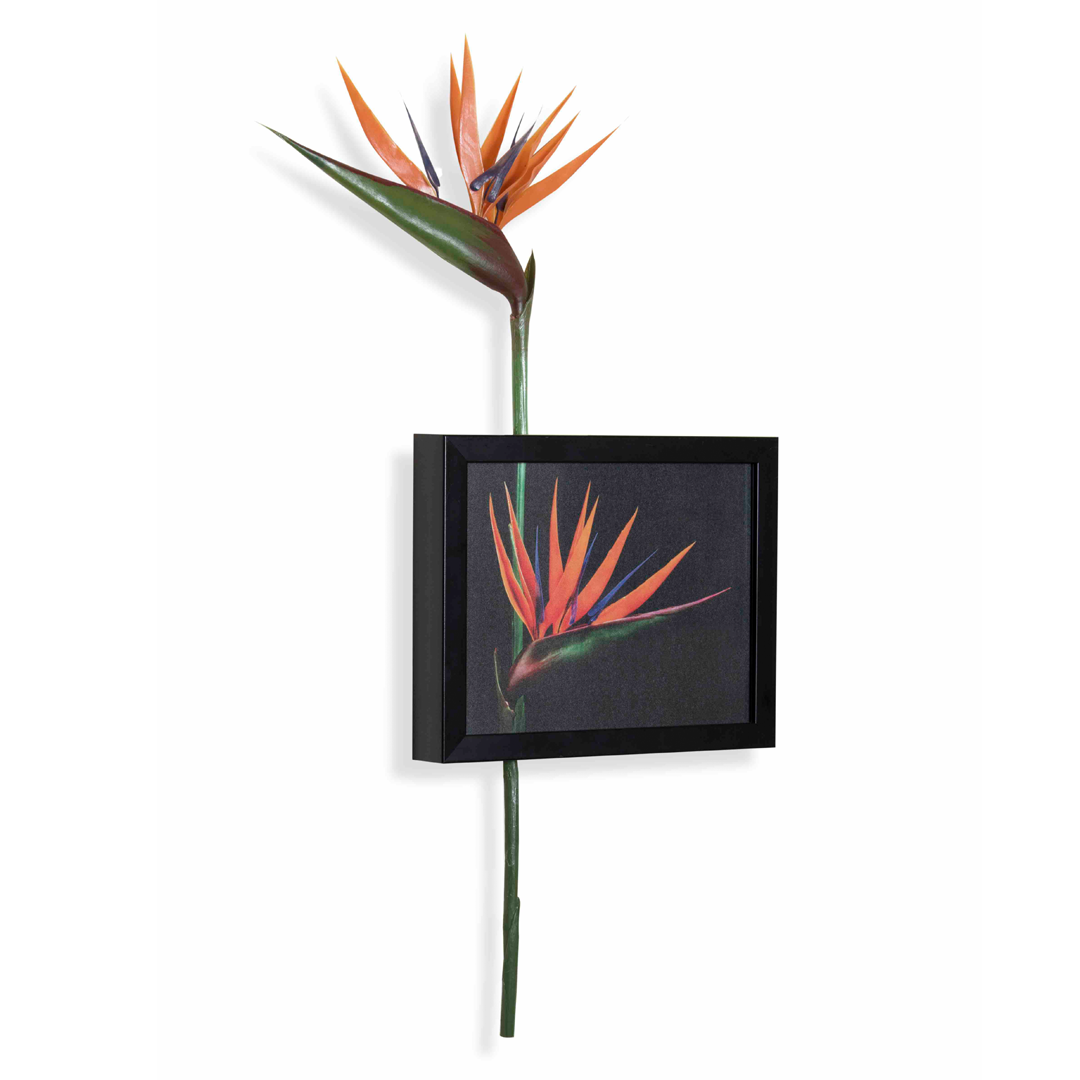 3D Wall Art Bird Of Paradise